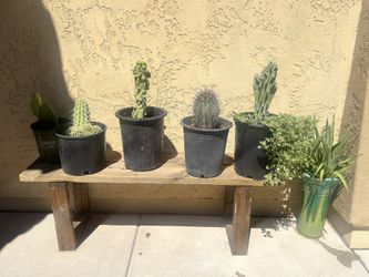 25$ To 40$ Plants Plants Plant