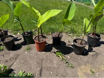 CANNA LILY PLANTS & BULBS