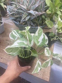 Planta natural🪴$7