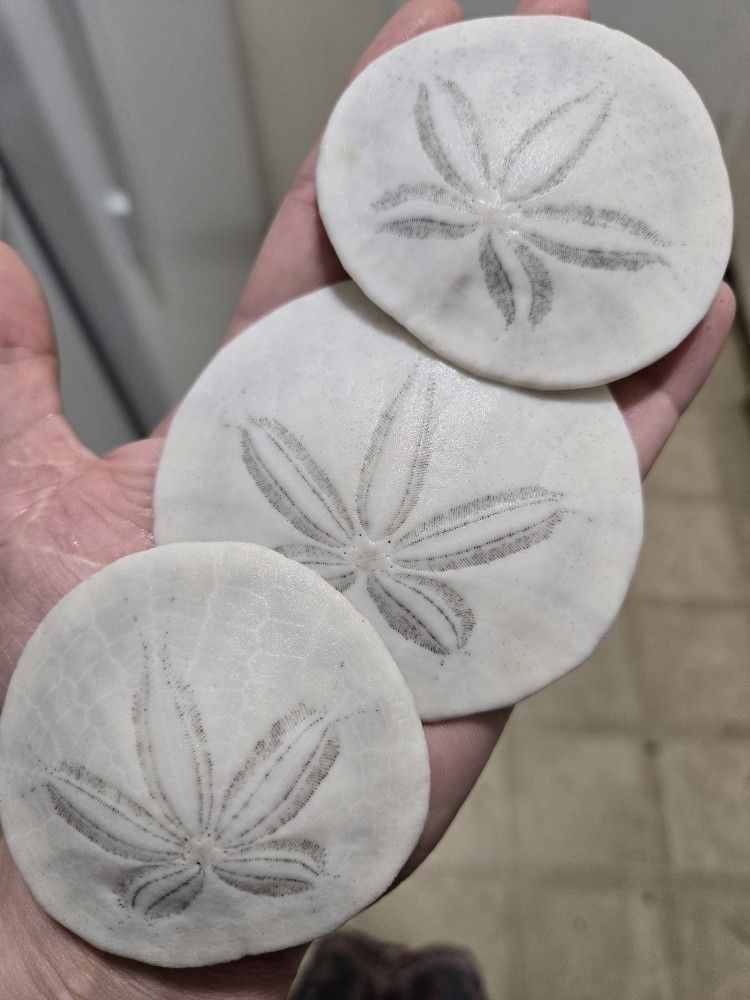 Natural Sand Dollars