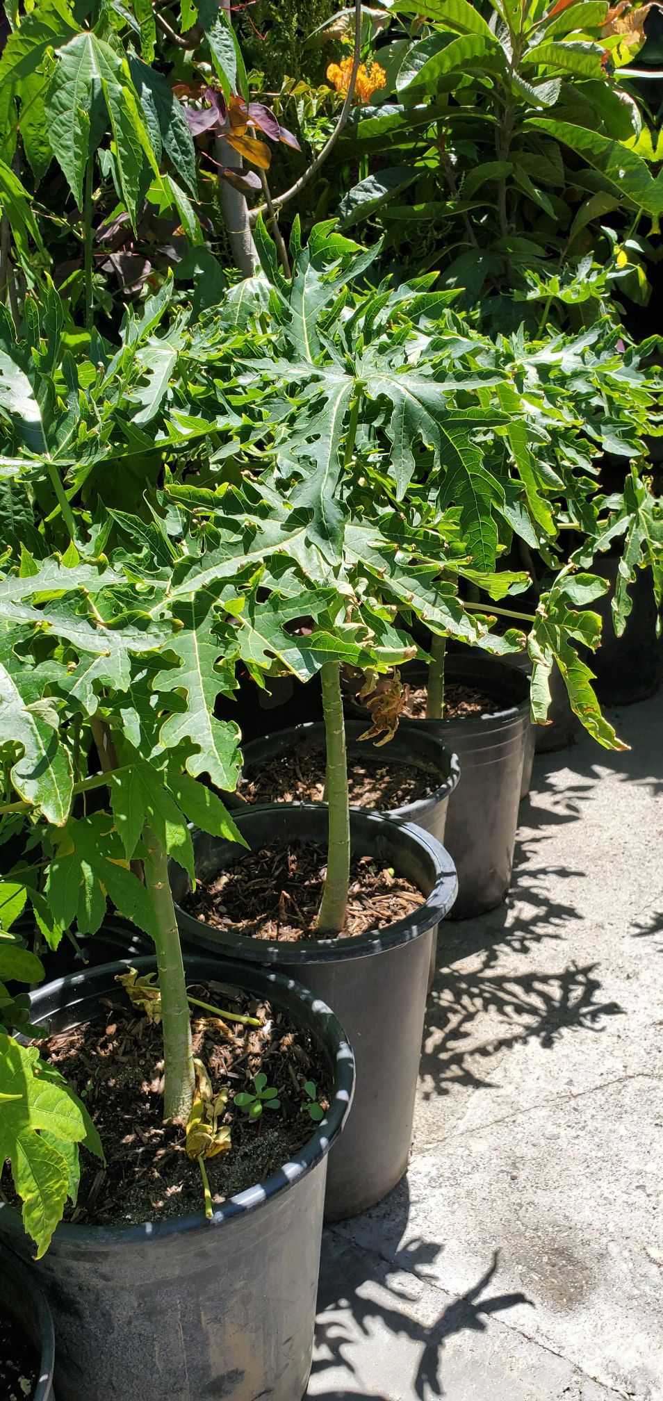 ALL ORGANIC PLANTS,Papaya trees, and Alcatraz flowers. Other plants on sale! Different types and prices $ backyard nursery!