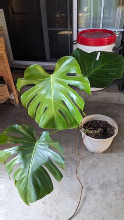 Large Monstera Deliciosa Plant in Pot