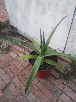 Aloe vera plant