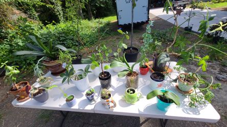 Plant Sale 