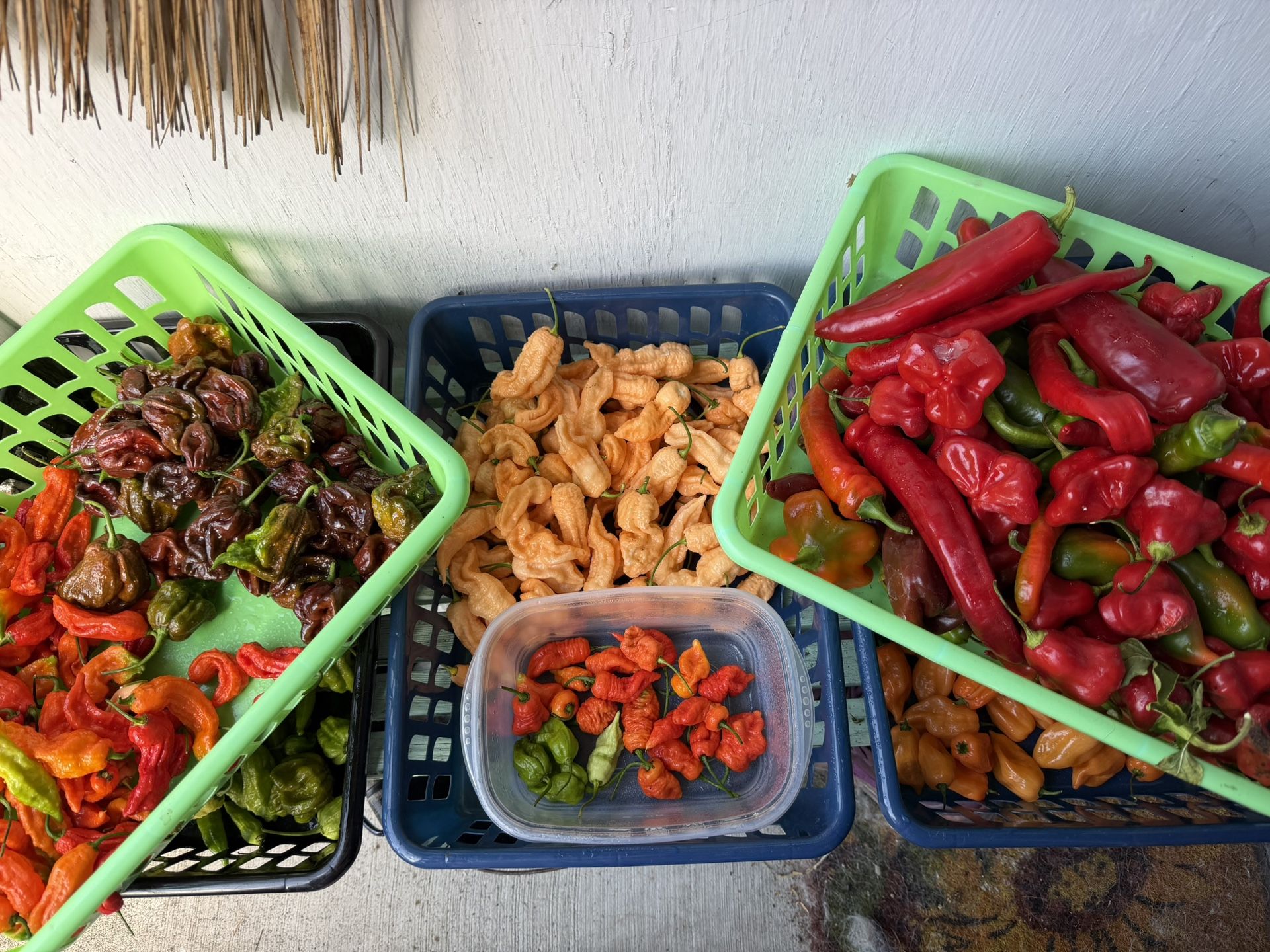 🌶️ FREE Super Hot Organic Peppers – Porch Pickup near Puyallup Fair 🌶️