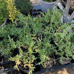 Ice Plants 1 Galón $5 Cada Una