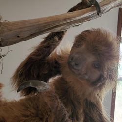 Sloth Taxidermy Mount