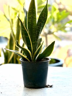 Snake plant golden edge birds nest