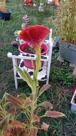 Cockscomb Flower