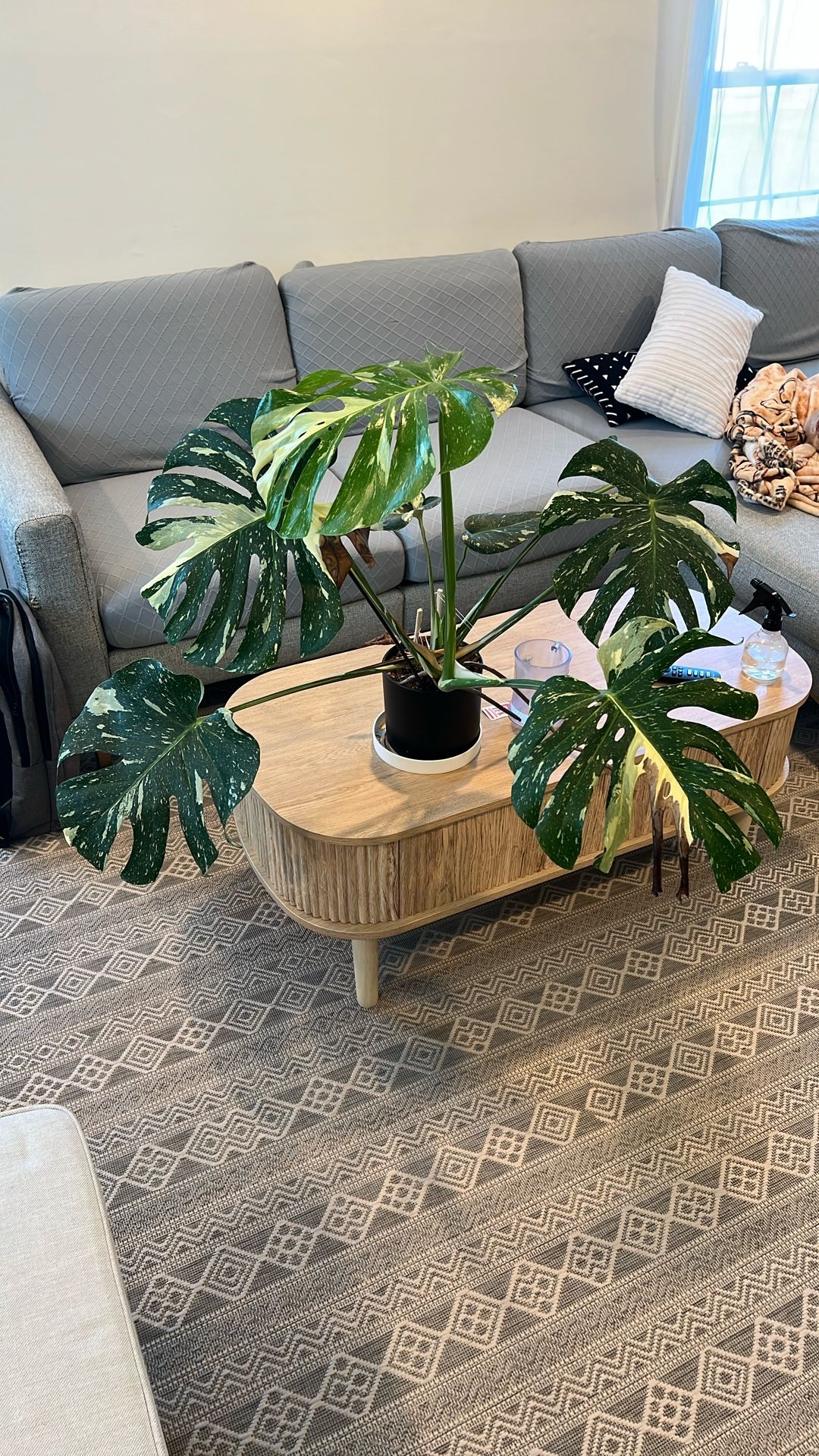 Monstera Thai Constellation