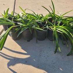 Naked Lady Lily Plants for Sale 