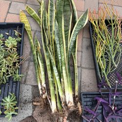 FREE Succulent Plant Cuttings 