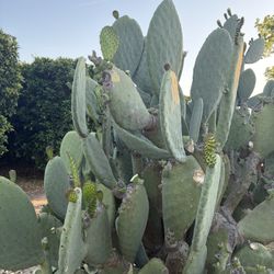 Nopales For Sell 2$ A Pound 