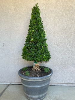 Green Beauty plant