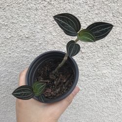 Beautiful Plant