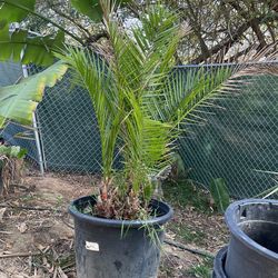Phoenix Reclinata