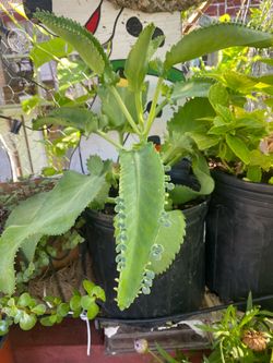 Plantas aguacate mala madre y calabasita