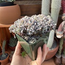 Crested cubic frost Echeveria 4”