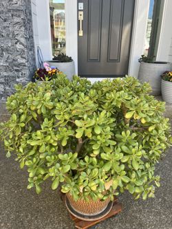 Jade plant