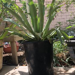 Foxtail Agave (20%off)
