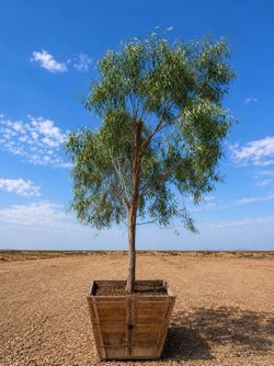 Mature Willow Acacia Tree