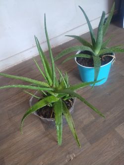 Aloe vera plants