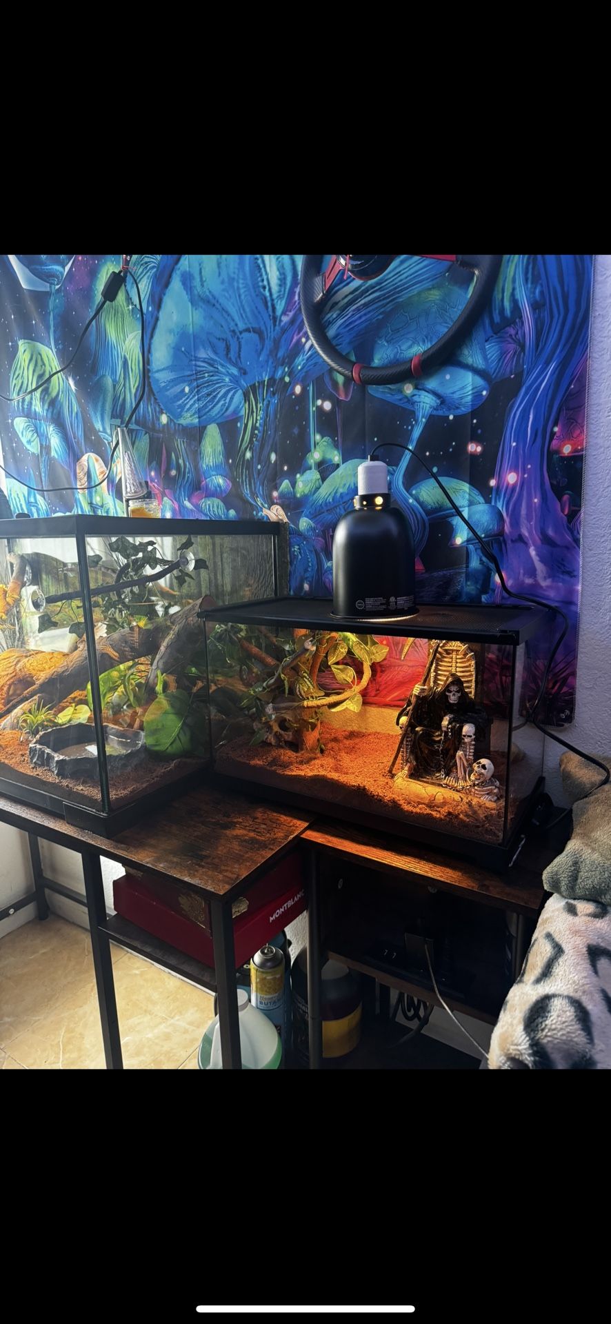 10 Gallon Terrarium