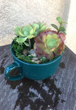 Succulent plant