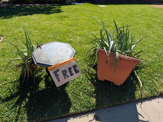 FREE Aloe Plants