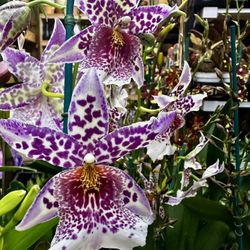 Rare Oncidium Orchids 