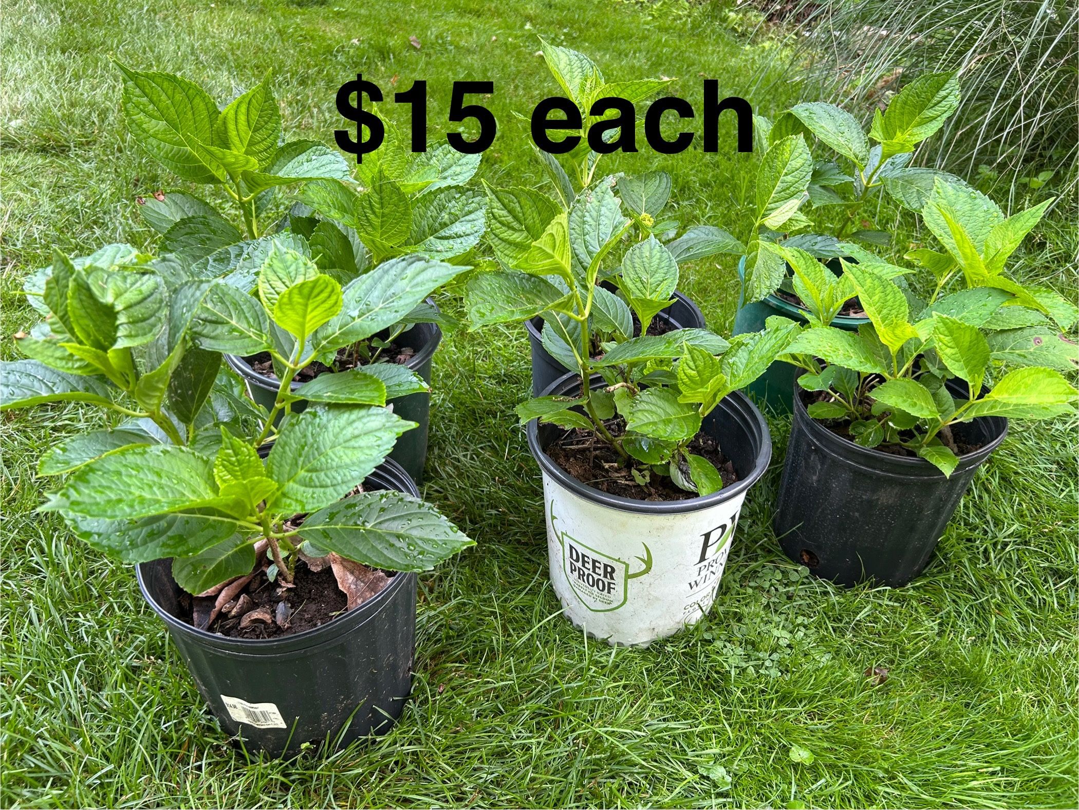 Blue-Forever Summer Hydrangeas - grows 5’-6’ tall and wide