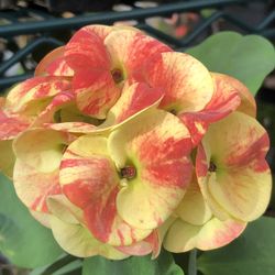 Corona De Cristo Golden 