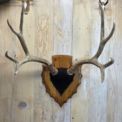 Antique Deer Antler Skull Cap Mount – Rustic Wall Decor