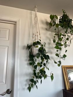 Philodendron with macrame
