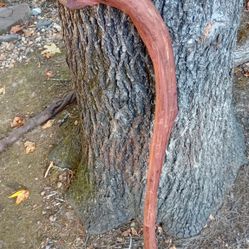 Cedar Cane, Walking Stick