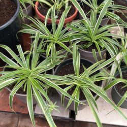 Spider Plants $10 Each