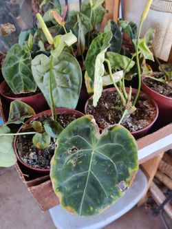 Misfit Plants Anthuriums! *Rescue plants*
