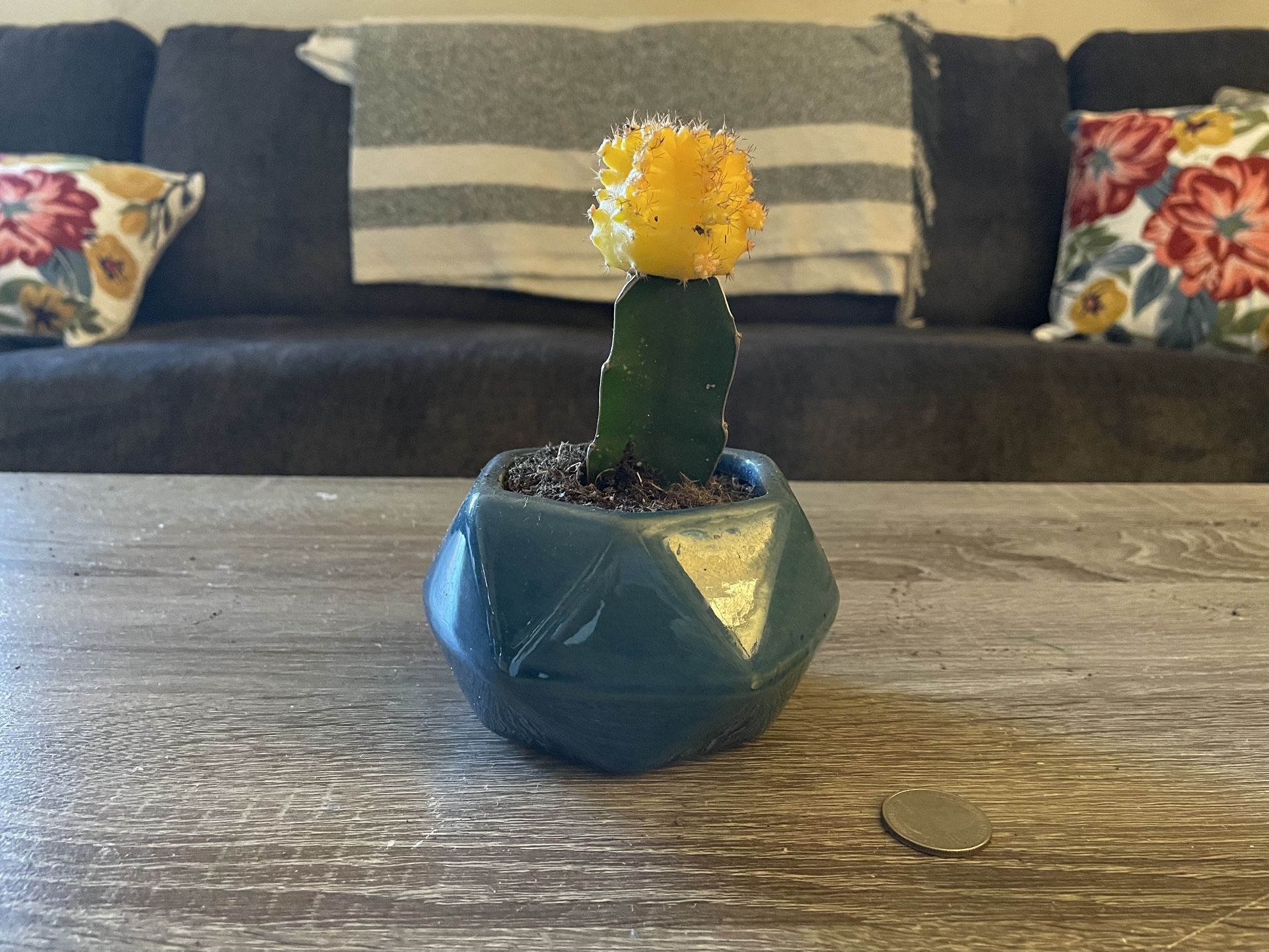 Yellow Grafted Cactus In Cute Geometrical Pot. 