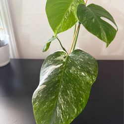 Rare Variegated Monstera (Albo/Albino)
