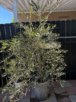 Real olive trees