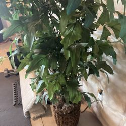 Fake Decorative Plant