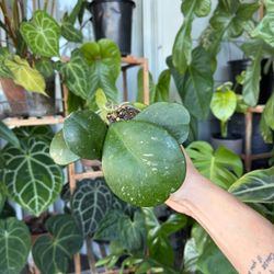 Hoya Obovata Splash #2