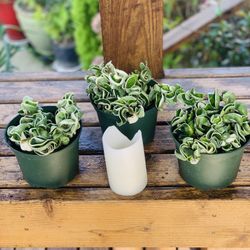 Price is each—Live indoor VARIEGATED Hoya Compacta plant in a plastic planter pot—firm price