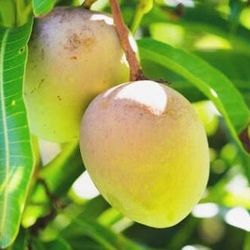 MANGO LEAVES