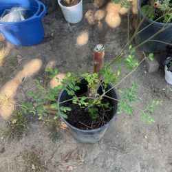 Moringa/ Malunggay Plants