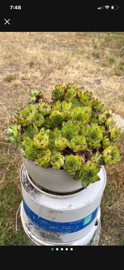 Beautiful, Large Hens And Chicks Displayed In White Ceramic Pot