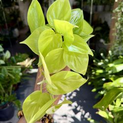 4” Philodendron ‘Neon’ $14.99💛💚💛