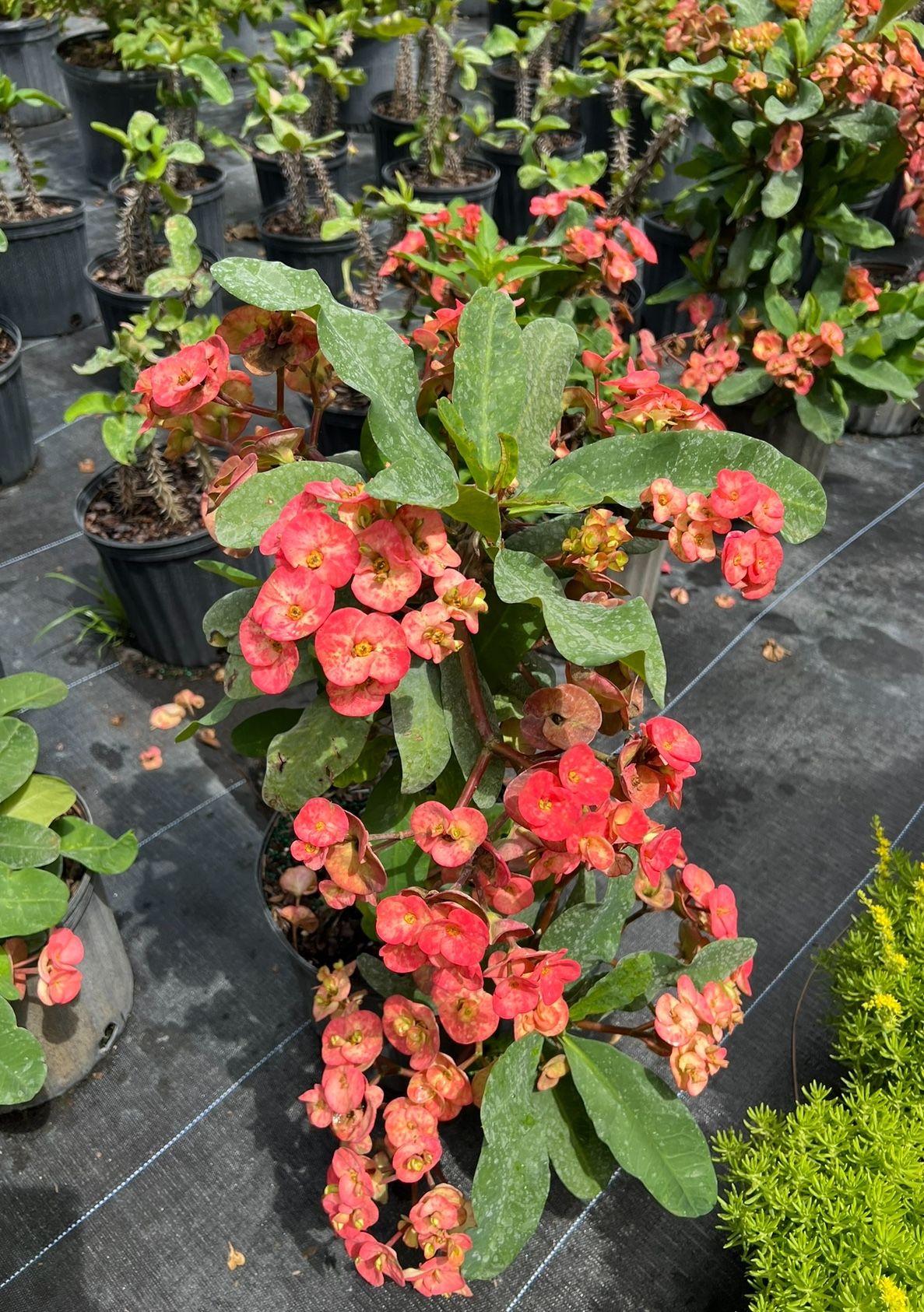 🌸 Plant: Crown of Thorns (Peach)