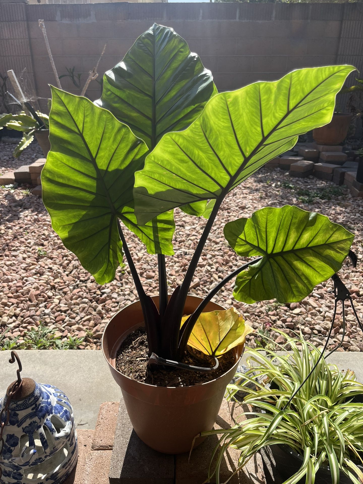 Large Potted Plant