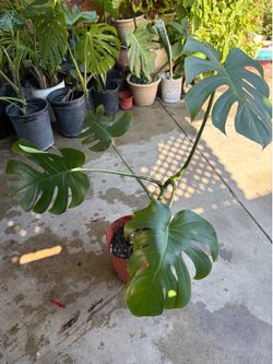 Monstera Deliciosa plant